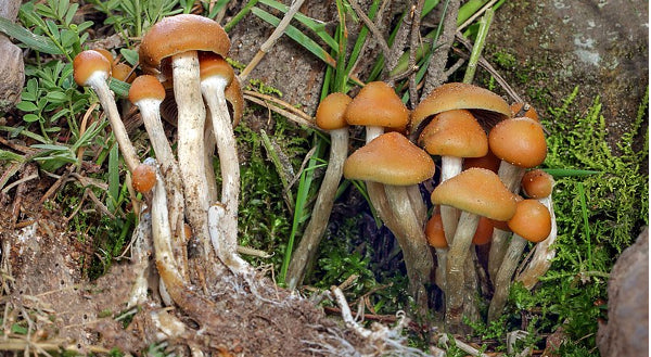 Denver Votes to Decriminalize Magic Mushrooms - Should New Zealand Follow?