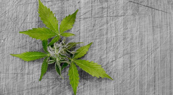 Hikurangi Cannabis country's first company to be granted medicinal cannabis licence