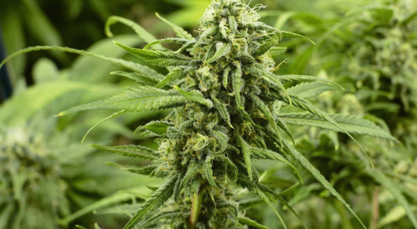 Cannabis Referendum Will Be Held at 2020 Election, Government Confirms
