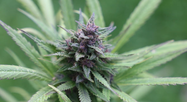 Cannabis startup Helius Therapeutics lands Auckland's first cultivation licence