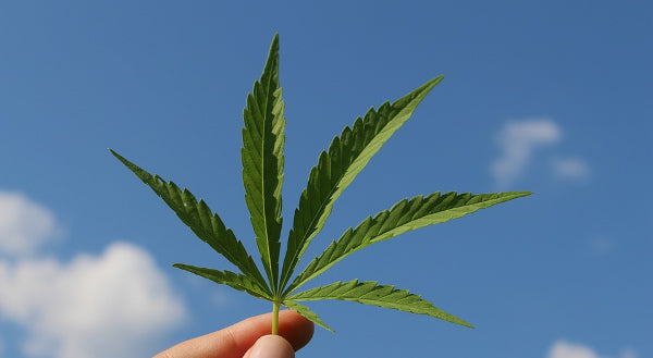 Police Cannabis Seizures Up Despite Looming Referendum on Personal Use