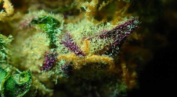 Cannabis Referendum Decision Before Christmas