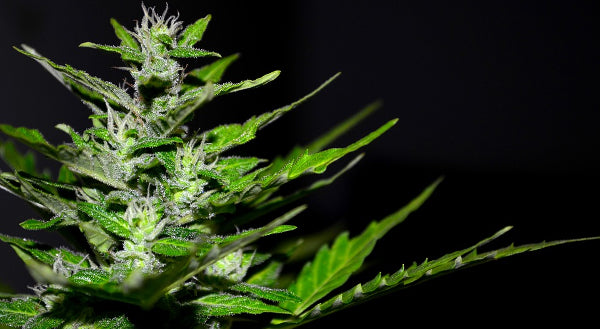 Kiwi drug company AFT looks at medical cannabis opportunities as referendum nears