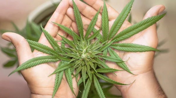 Growing Majority of New Zealanders Support Legalising Cannabis