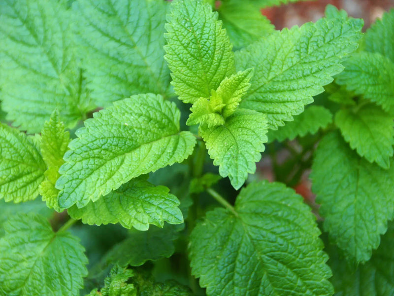 Herb of the Month for June: Lemon Balm