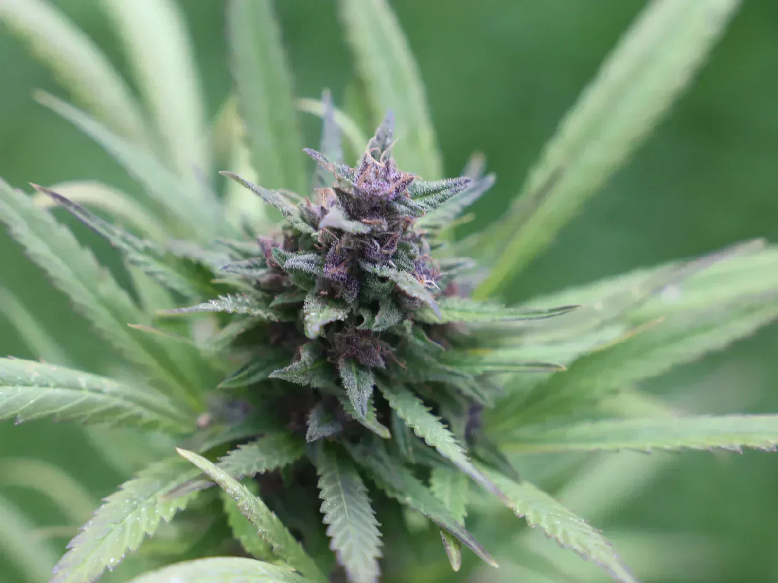 The Top 10 Herbs for Your Herbal Vaporizer