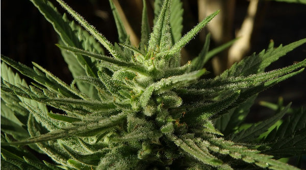 Medicinal Cannabis Scheme Submissions close 5.00 pm, Wednesday 7 August 2019