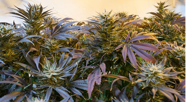 Kiwi Cannabis start-up Zeacann calls in PwC to help raise $20 million in funding