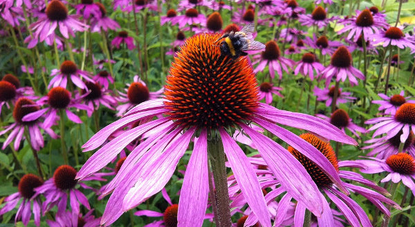 Cannabinoids in Plants Other Than Cannabis