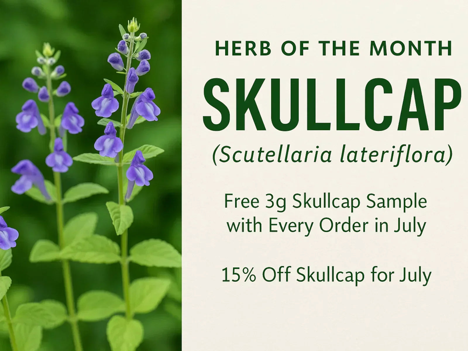 Herb of the Month for July: Skullcap
