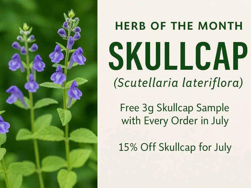 Herb of the Month for July: Skullcap