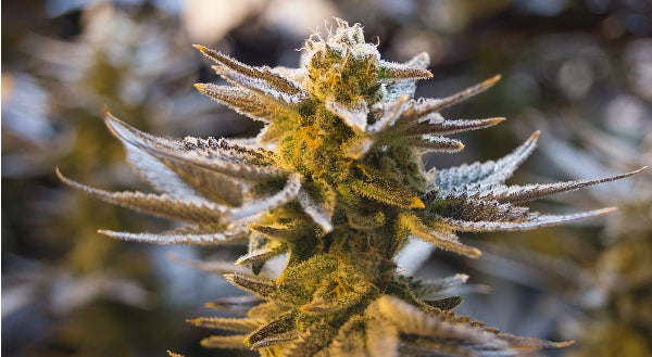 Medicinal cannabis regulation 'could be all sorted in six months'