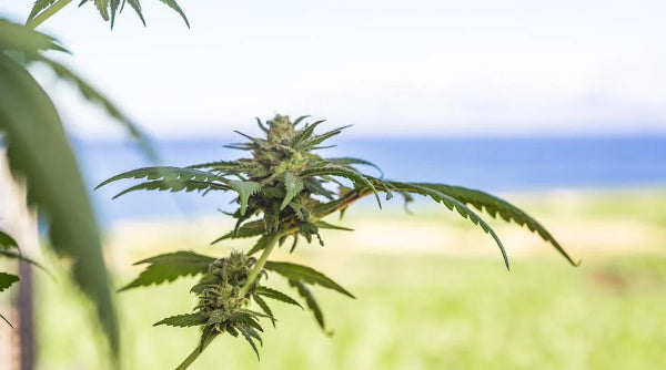 Thailand giving away one million cannabis plants for home cultivation