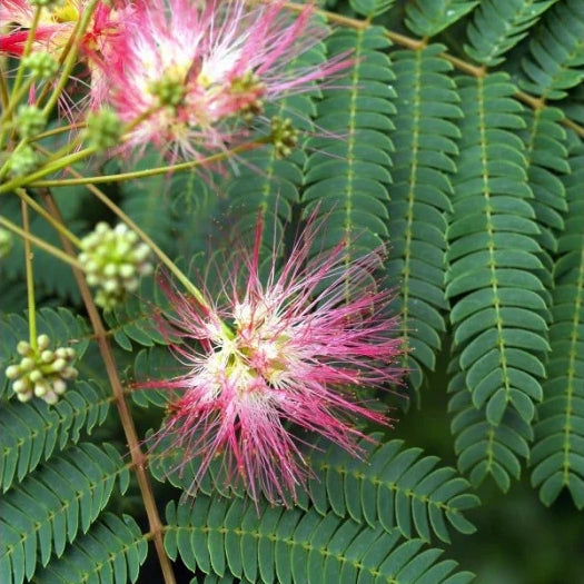 Happiness Tree Seeds (Albizia julibrissin) Pink Mimosa, Persian Silk Tree