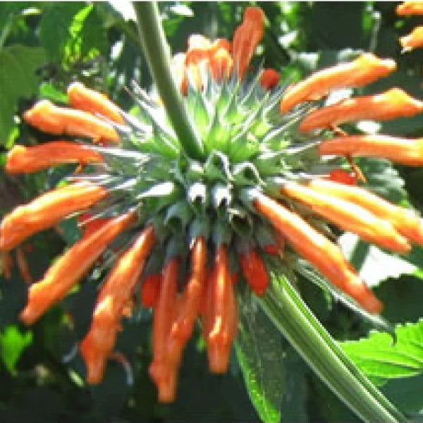 Klip Dagga Seeds (Leonotis Nepetifolia)