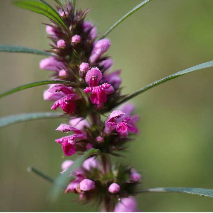 Marihuanilla Seeds (Leonorus sibericus) Organic 'Little Marijuana' Seeds