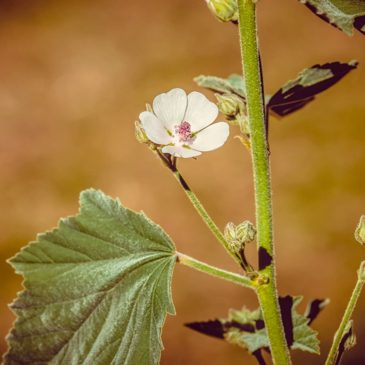 Marshmallow Seeds (Althaea officinalis)