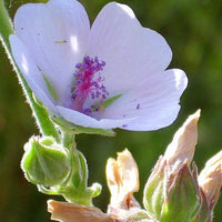 Marshmallow Seeds (Althaea officinalis)