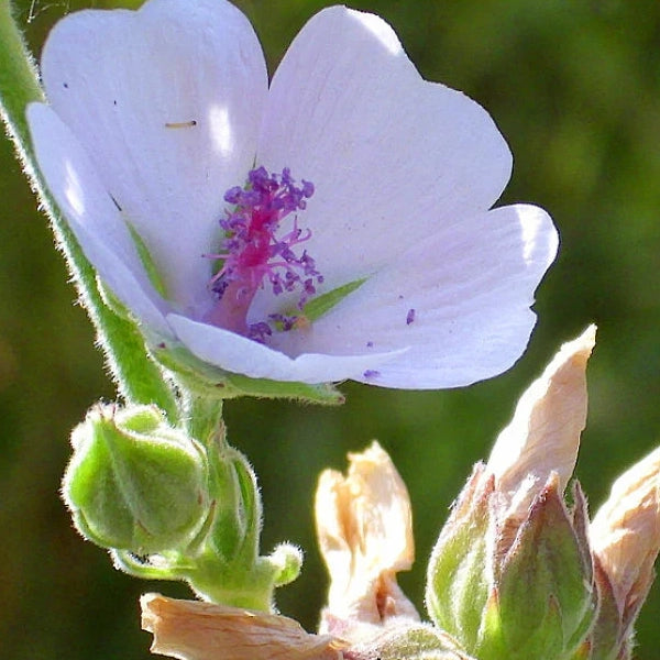 Marshmallow Seeds (Althaea officinalis)