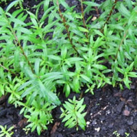 Sinicuichi Seeds (Heimia salicifolia)