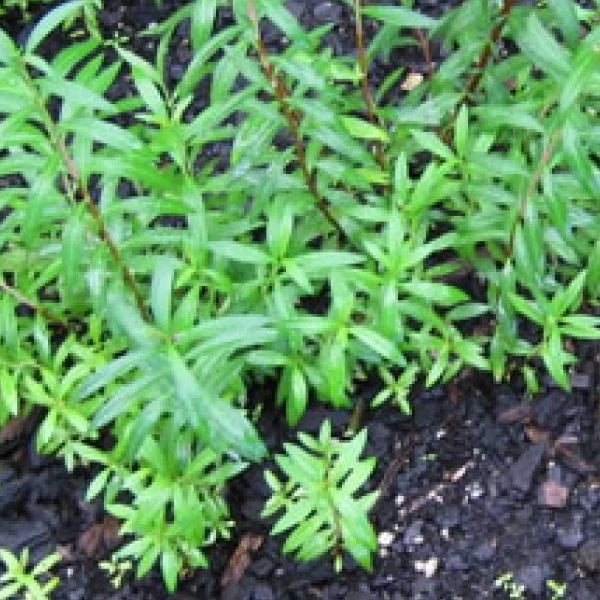 Sinicuichi - (Heimia salicifolia) Mayan Sunopener - 3 X Small Live Plants