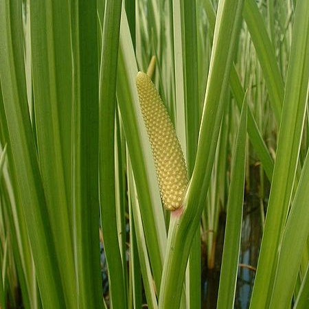 Sweet Flag (Acorus gramineus) 5 X Live Rooted Clones