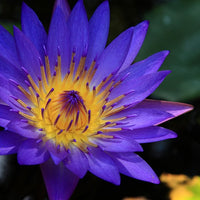 Blue Lotus Tincture (Nymphaea caerulea)