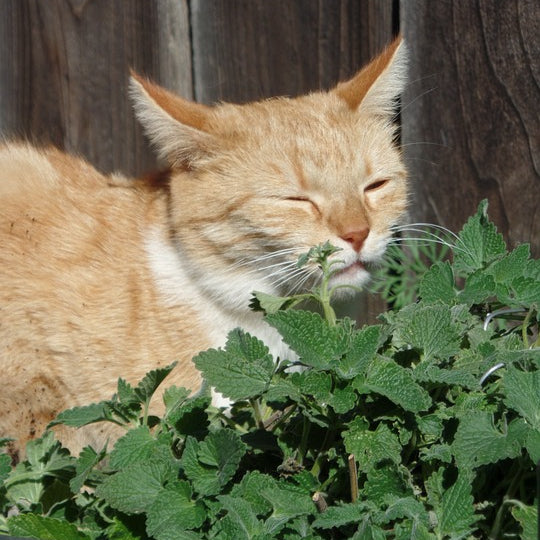 Catnip Seeds (Nepeta cataria)