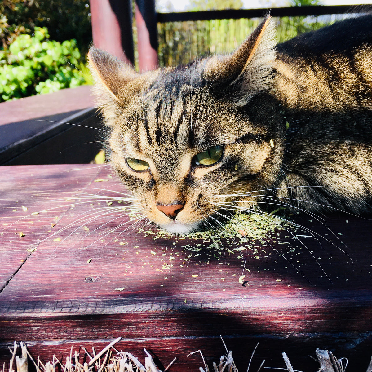Catnip (Nepeta cataria) Organic