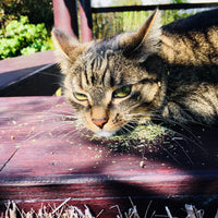 Catnip (Nepeta cataria) Organic