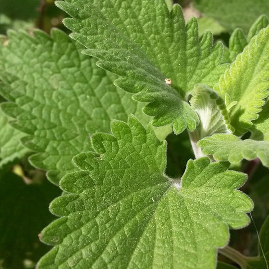 Catnip Seeds (Nepeta cataria)