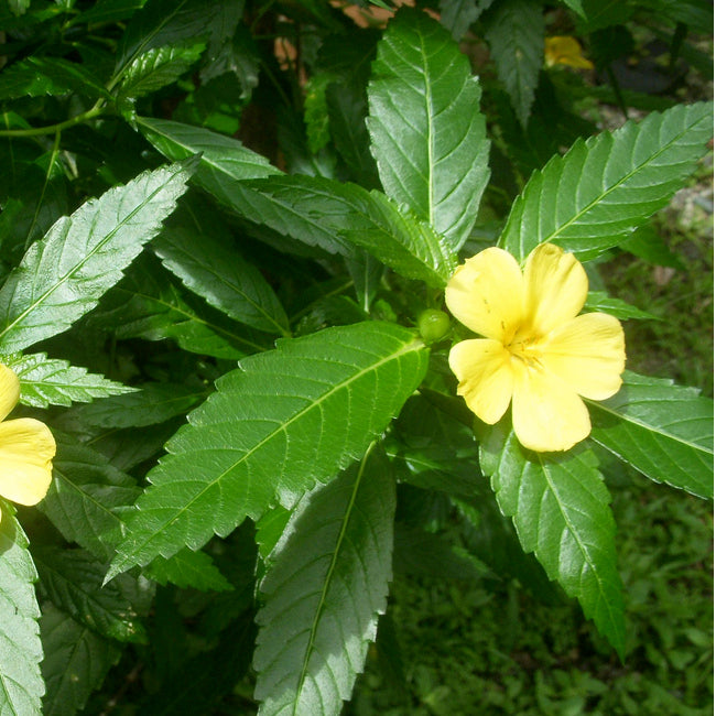 Damiana Tincture (Turnera diffusa) 10ml