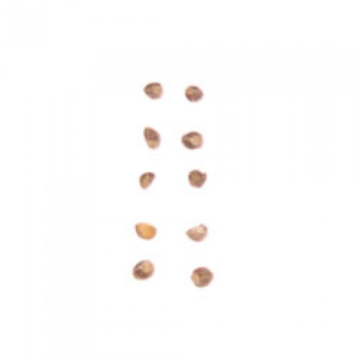 Hawaiian Baby Woodrose Seeds (Argyreia nervosa) Madagascar