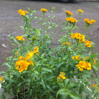 Cloud Herb Seeds (Tagetes lucida) Mexican Tarragon, Pericon, Yahautli, Tzitziqui