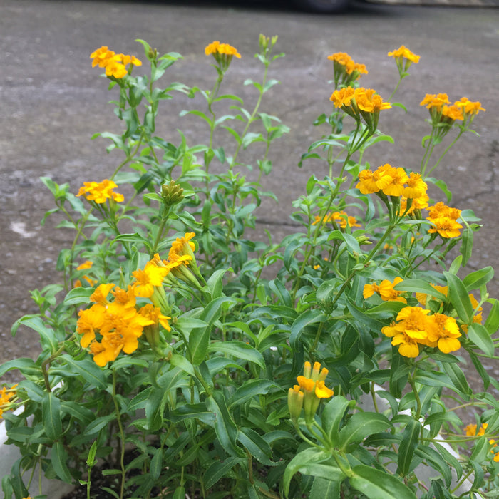 Cloud Herb Seeds (Tagetes lucida) Mexican Tarragon, Pericon, Yahautli, Tzitziqui