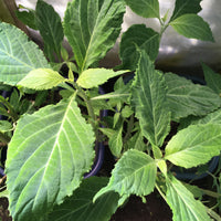 Diviners Sage Clone (Salvia divinorum) Live Salvia Clone (Organic) 4-8 Weeks to ship - NO EXPORT