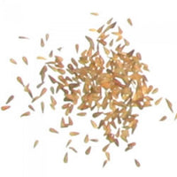 Valerian Seeds (Valeriana officinalis)