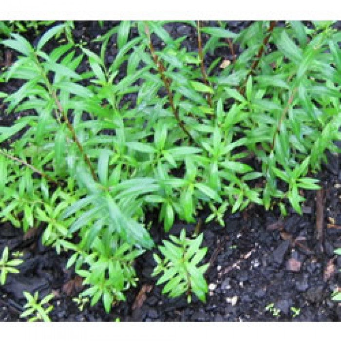 Sinicuichi - (Heimia salicifolia) Mayan Sunopener - 3 X Small Live Plants