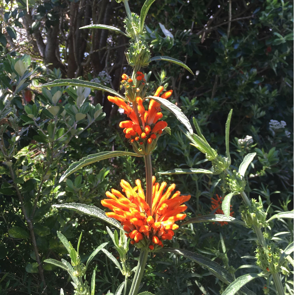 Wild Dagga Seeds (Leonotis leonurus) Organic
