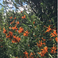 Wild Dagga Seeds (Leonotis leonurus) Organic