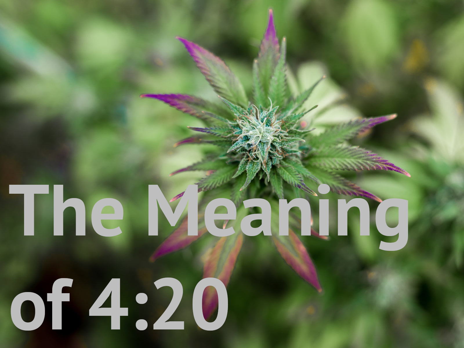 The meaning of 420