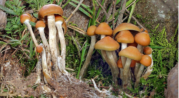 Denver Votes to Decriminalize Magic Mushrooms - Should New Zealand Follow?