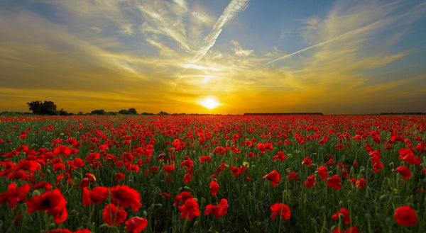 Closed for Anzac Day - Thursday 25th April