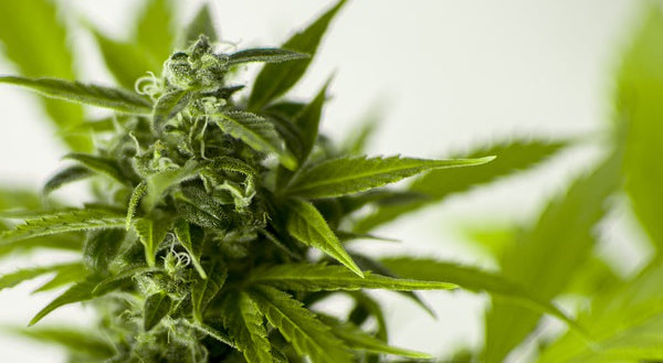 Kiwi TV star Mark Dye launches cannabis company
