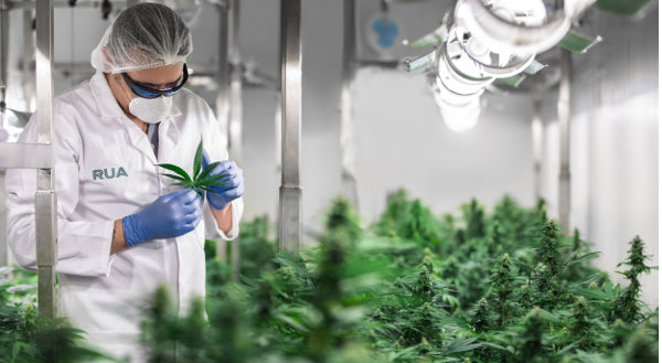 Medicinal Cannabis Company Seeks Experienced Grower