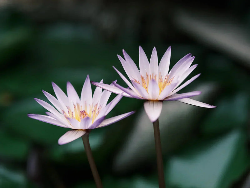 Valentine's Day Special: Ignite Passion with Blue Lotus, the Ancient Aphrodisiac