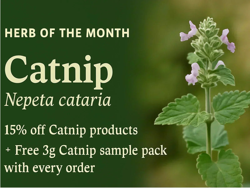 Herb of the Month (August) Catnip