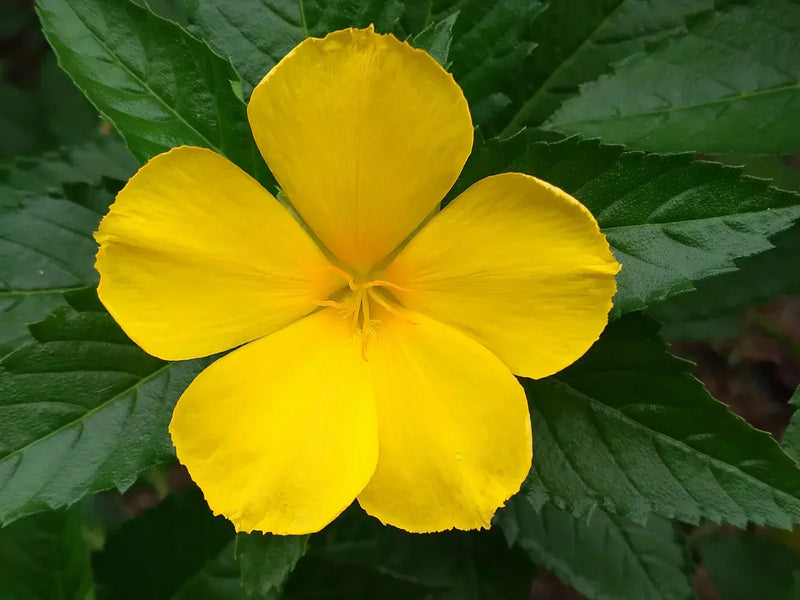 Herb of the Month: Damiana – A Botanical for Body, Mind and Mood