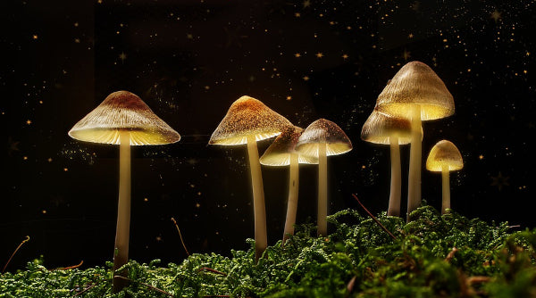 Oregon will legalise psilocybin therapy in 2023