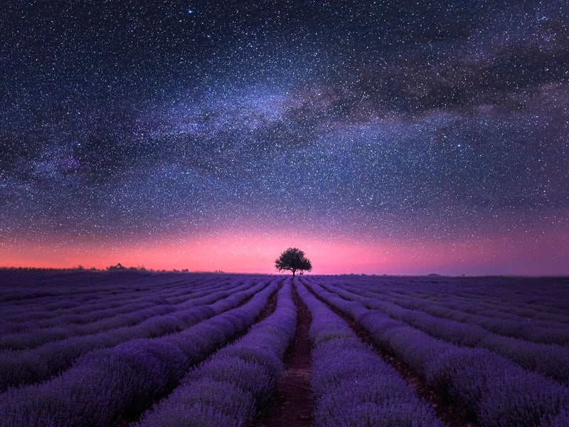 Herb of the Month for February: Lavender